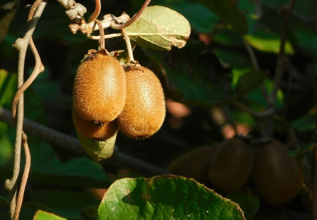Owoce kiwi z brązową skórką wiszące na pnączu wśród zielonych liści